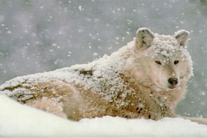 animal blanc dans la neige qui tombe