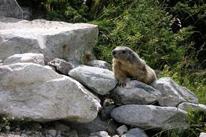 Animal sur gros cailloux
