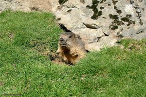 Wallpaper Marmot