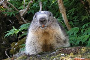 marmota