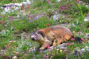 animal dans un champ de fleurs