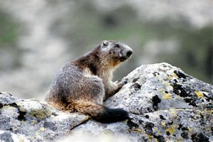 rocher cailloux avec animal