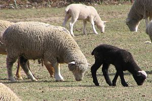 Sheep black white