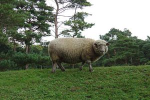 Animal de ferme et du zoo