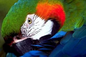 photo perroquet en couleur