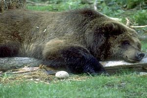 Ursus americanus