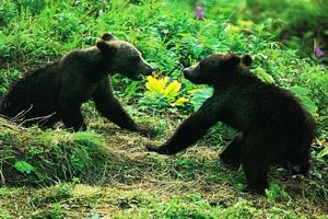 animaux amoureux