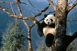 Image panda sur un arbre
