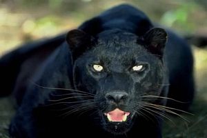 Panther black