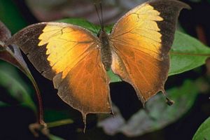 insecte jaune volant