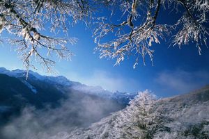 la givre sur les arbres