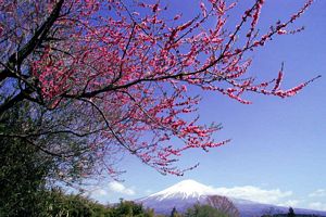 arbre en couleur