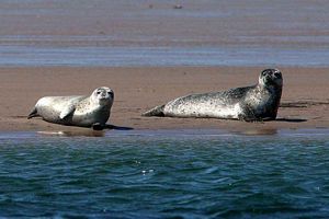 ils sont allonges sur la plage