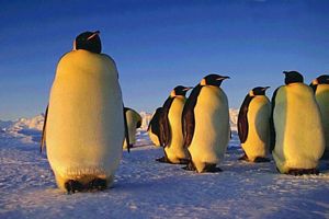 Les animaux qui marchent sur la neige blanche