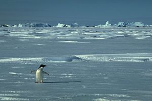 animal qui glisse sur la glace