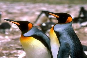 Wallpaper penguin