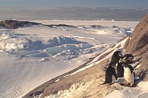 photo falaise avec neige et animal