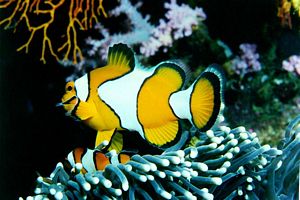 Image poisson jaune et blanc