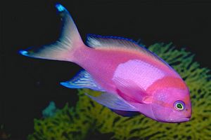 image marin animal fluo