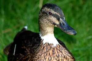 photo duck