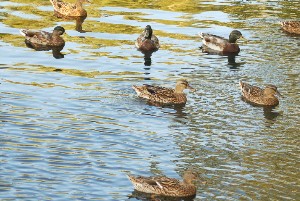 pleins de coin coin dans eau