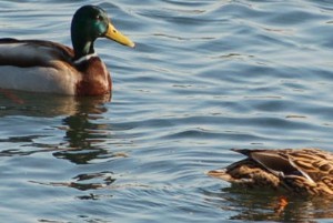 un jeune canard avec sa copine