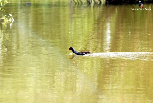 Petit canard dans le lac