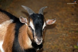 photo chevre au zoo