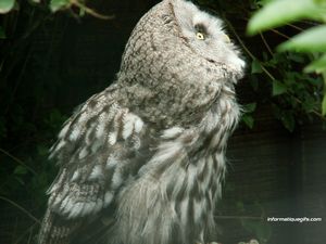 Le portrait animal qui regarde vers le haut