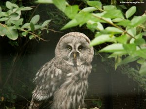 Image de rapace qui regarde