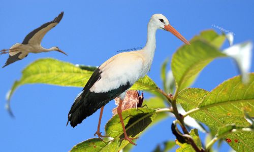 image oiseau dans un arbre