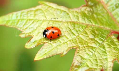 Image coccinelle sur la feuille de raisin