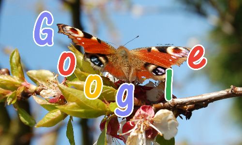 Papillon fleur de cerise et Google