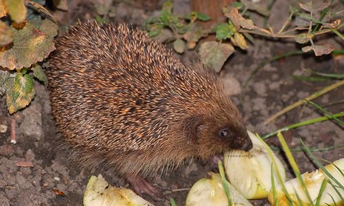 Animal qui mange une pomme