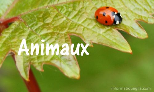 wallpaper animaux