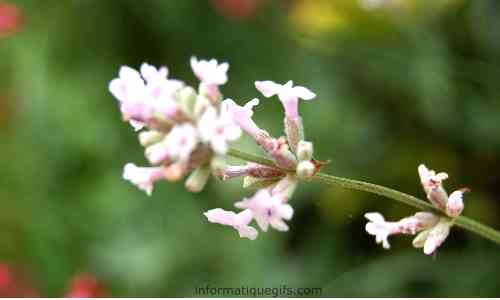 fleur image plante