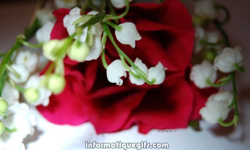 Une rose rouge avec du muguet