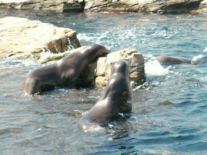 pleins animaux dans un lac