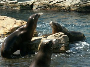 Mammifere marin dans un bassin eau
