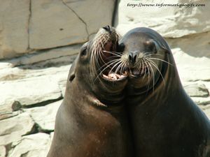deux animaux de mer