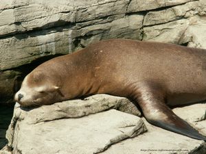 Le phoque qui se repose sur les rochers