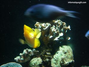 Un poisson jaune dans ocean