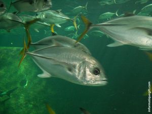 photo de poisson dans un aquarium