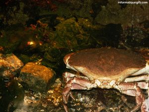 Image de crabe dans un aquarium