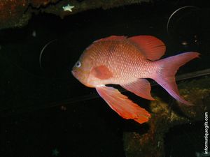 Image de poisson rouge dans la mer