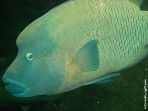 gros poissons de grande taille