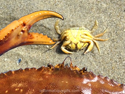 Un enorme bete sur le sable fin