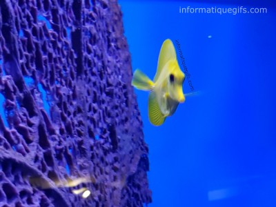 photo corail avec animal de la mer