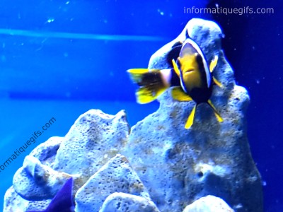 rocher aquarium avec beau poisson jaune et noir