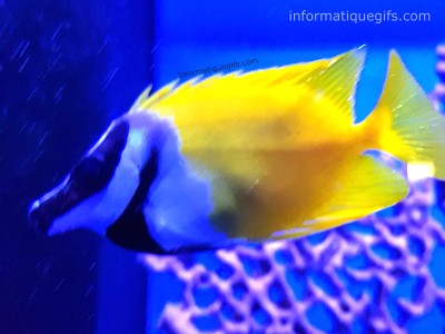 Animal poisson jaune avec du noir et du blanc